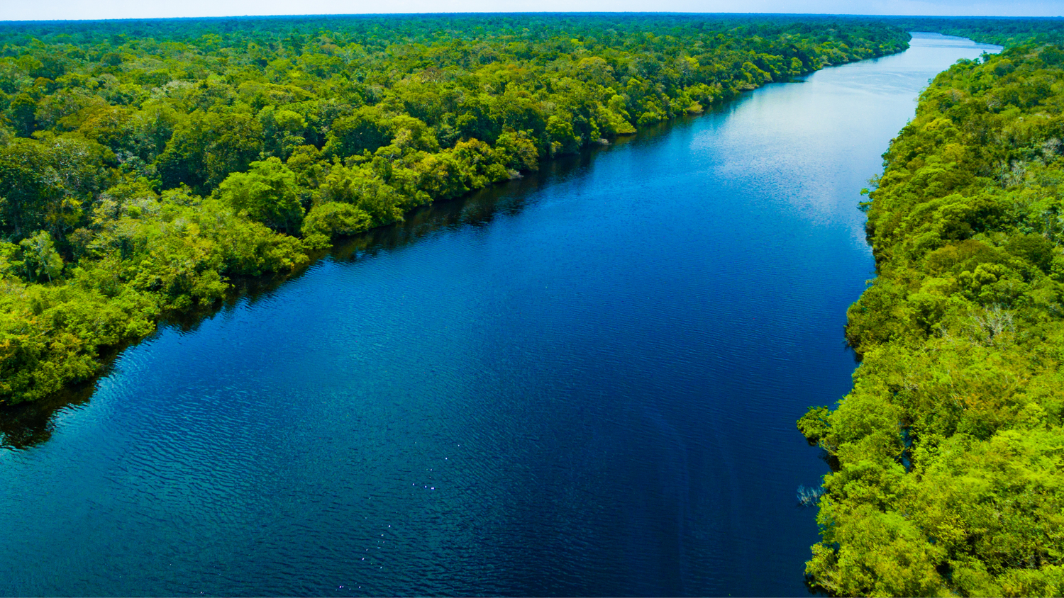 צמחי המרפא הסודיים של ילידי האמזונס לבריאות וטיפוח