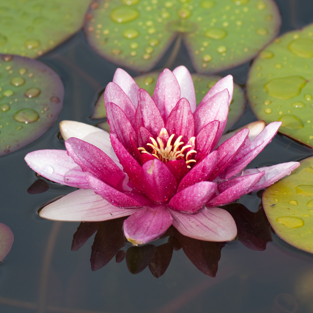 מבשם אוויר בניחוח וִיטּוֹרְיָה רֵגְּ׳יַה