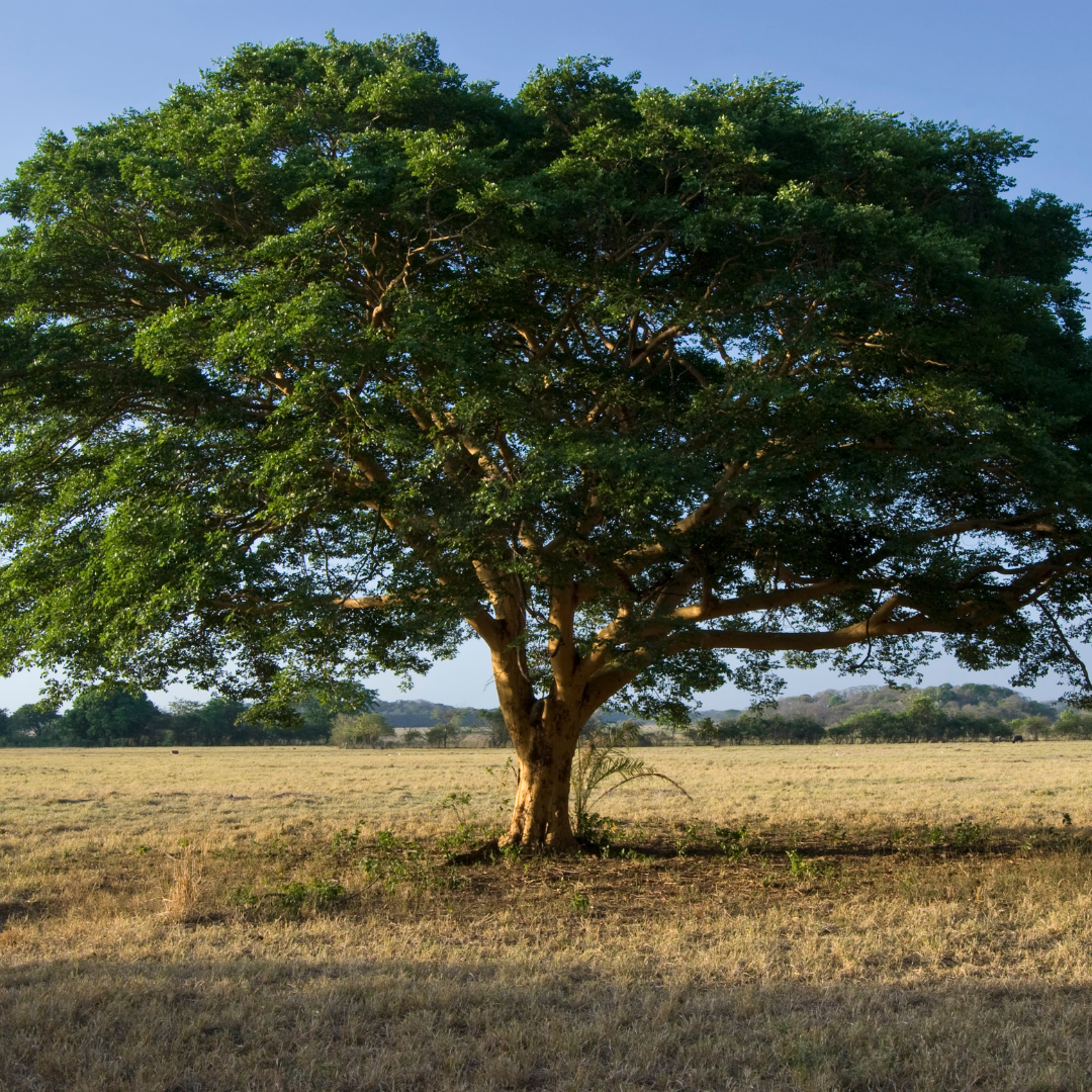 שמן אתרי קוֹפָּאִיבָּה