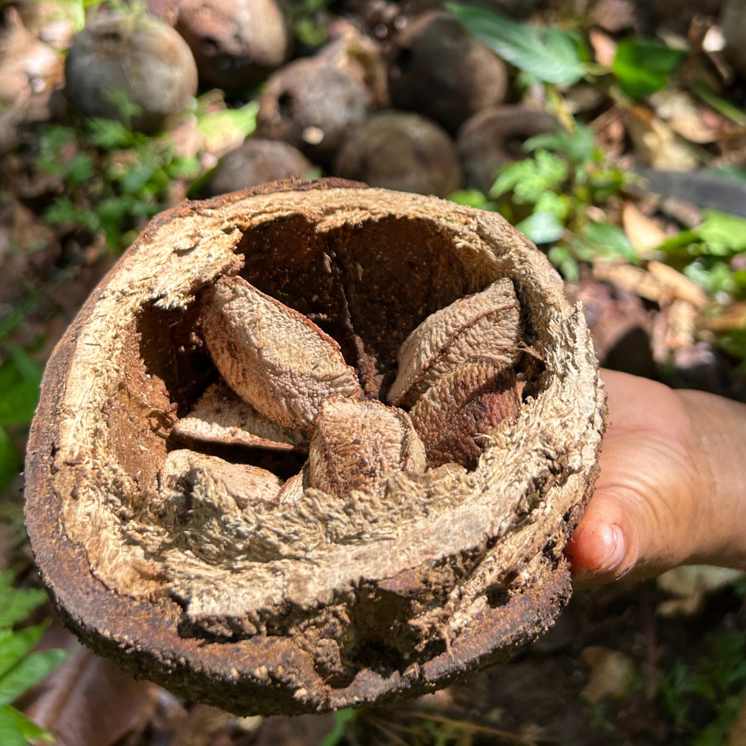 שמן אגוז ברזיל
