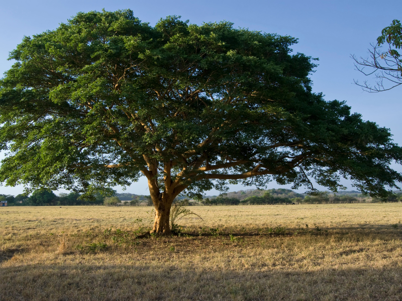 קופאיבה – האנטי דלקתי החזק ביותר על פני כדור הארץ