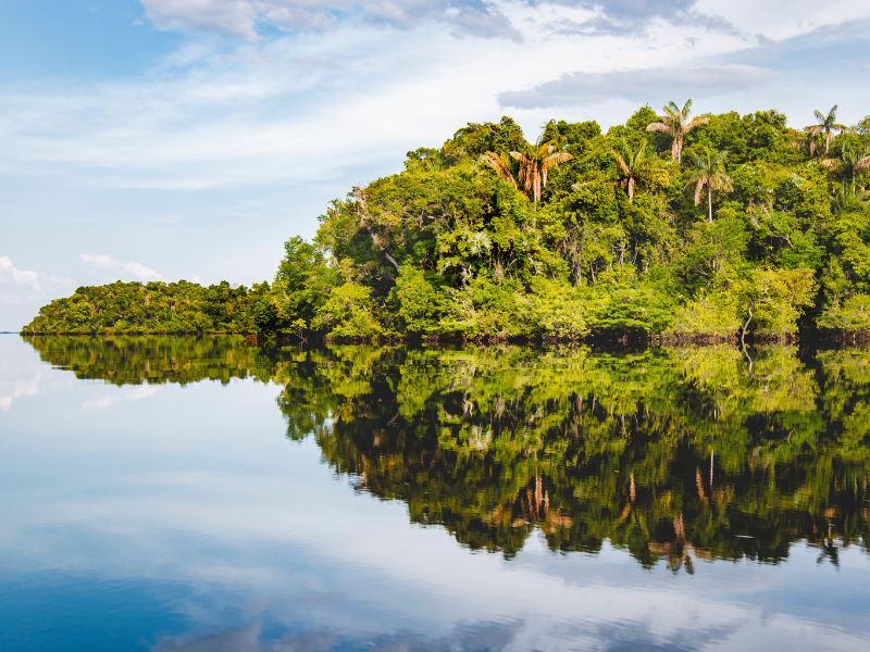 מסע של בריאות ויופי מהאמזונס