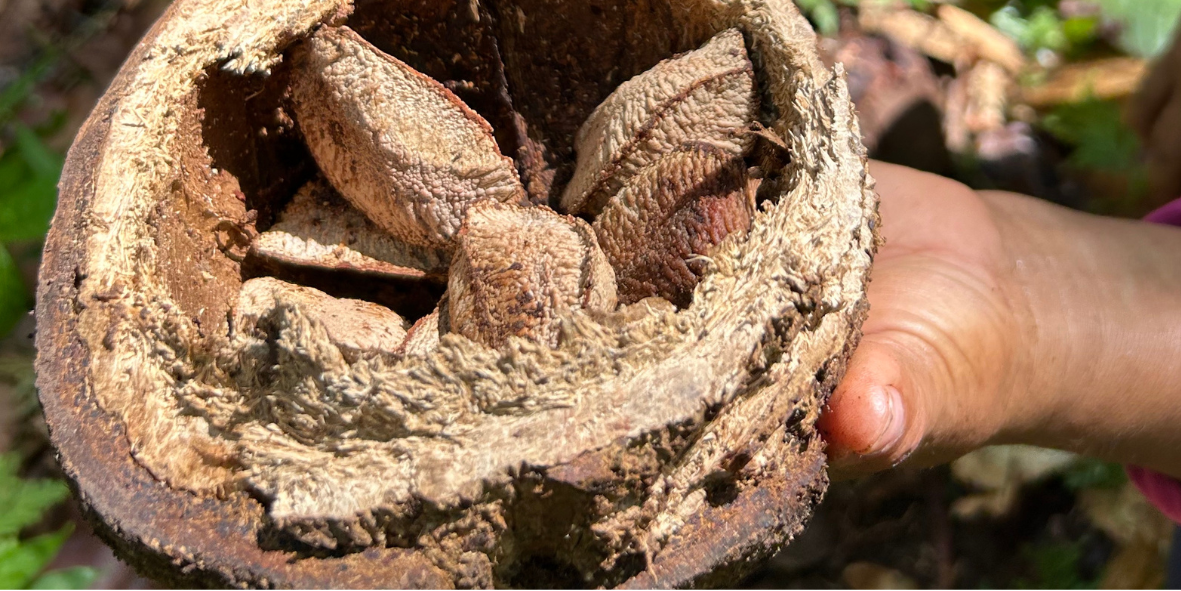 שמן אגוזי ברזיל – סופר פוד לעור, לשיער ולציפורניים