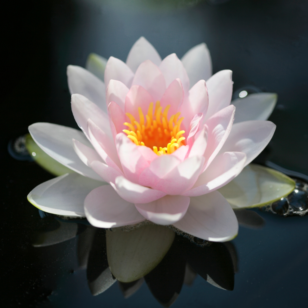 מבשם אוויר בניחוח וִיטּוֹרְיָה רֵגְּ׳יַה